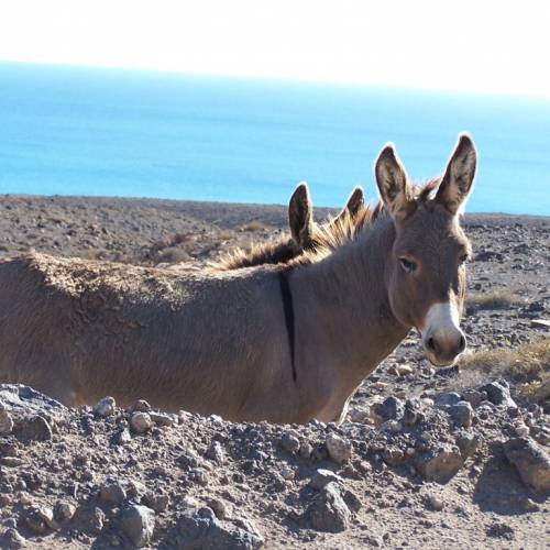 Volcano Fuerteventura Tour