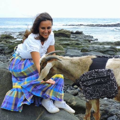 Goats in the Canary Islands