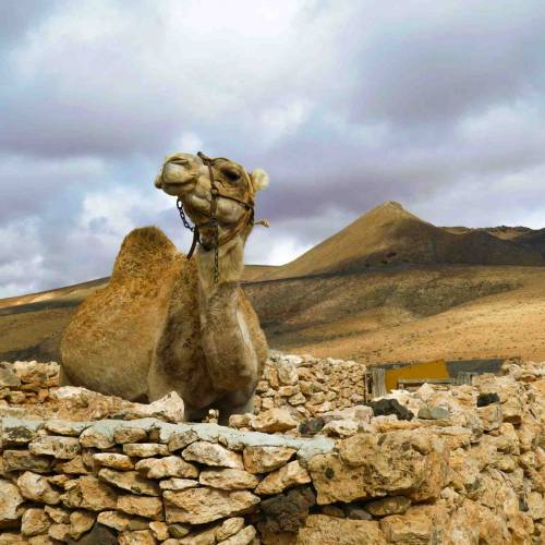 Tapas Tour Fuerteventura