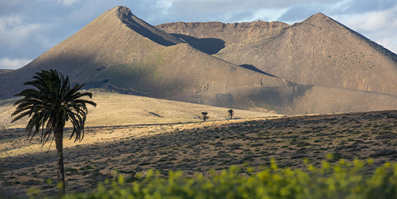 Fuertevetura Vulkan und Finca Tour 1